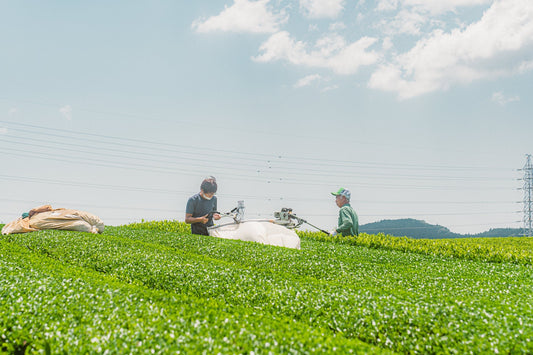 5 dni na plantacji herbaty | Staż - CIABA | JAPOŃSKA ZIELONA HERBATA