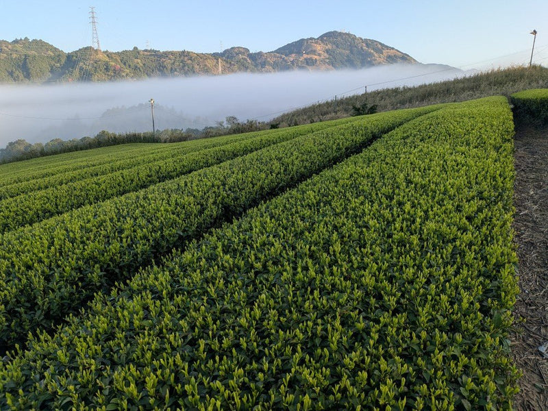 Kwiecień w Japonii - kiedy rodzi się nowa herbata - CIABA | JAPOŃSKA ZIELONA HERBATA