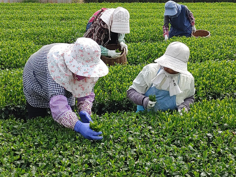 Nadejście sezonu Shincha: zbiory japońskiej herbaty - CIABA | JAPOŃSKA ZIELONA HERBATA