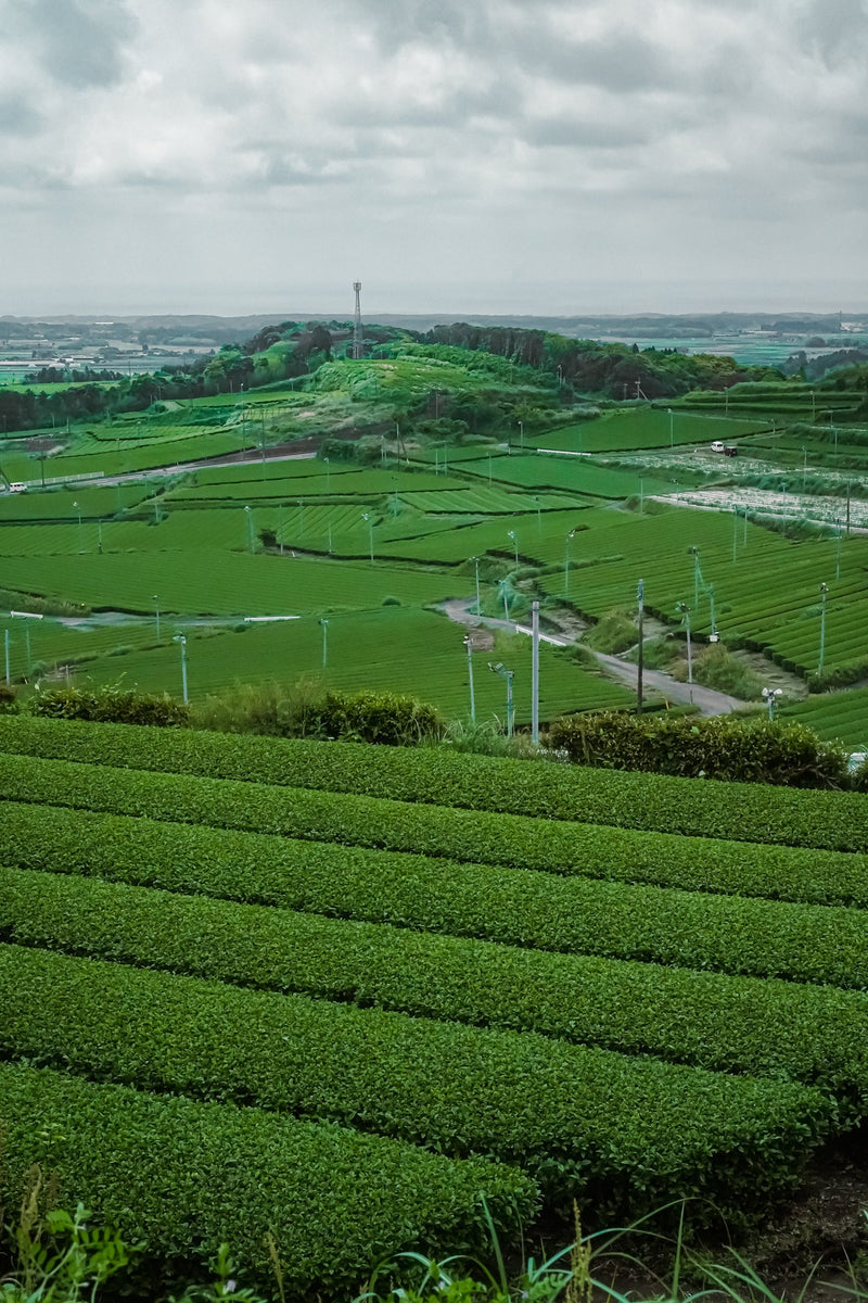 Nie tylko Kioto? Obszary produkcji herbaty w Japonii - CIABA | JAPOŃSKA ZIELONA HERBATA