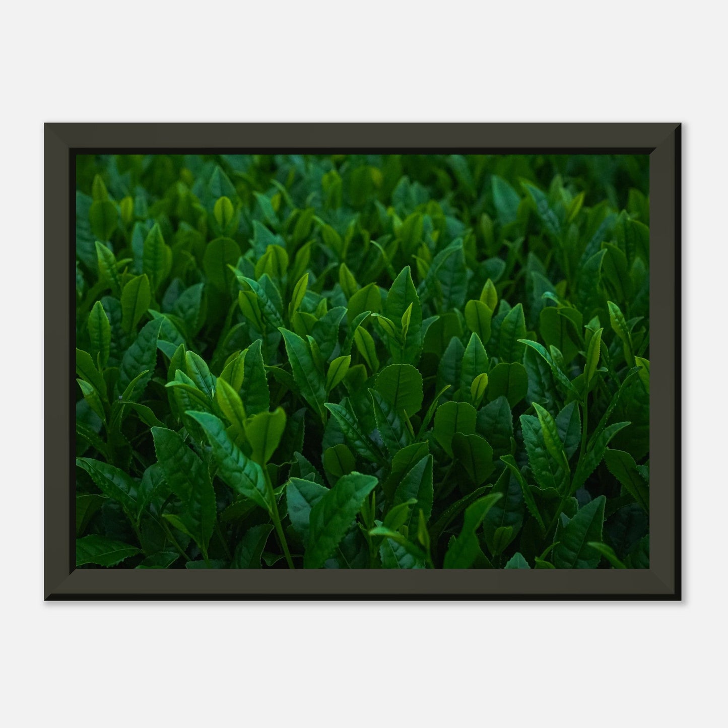 Kagoshima tea plant | Metal Framed Poster - CIABA | JAPOŃSKA ZIELONA HERBATA