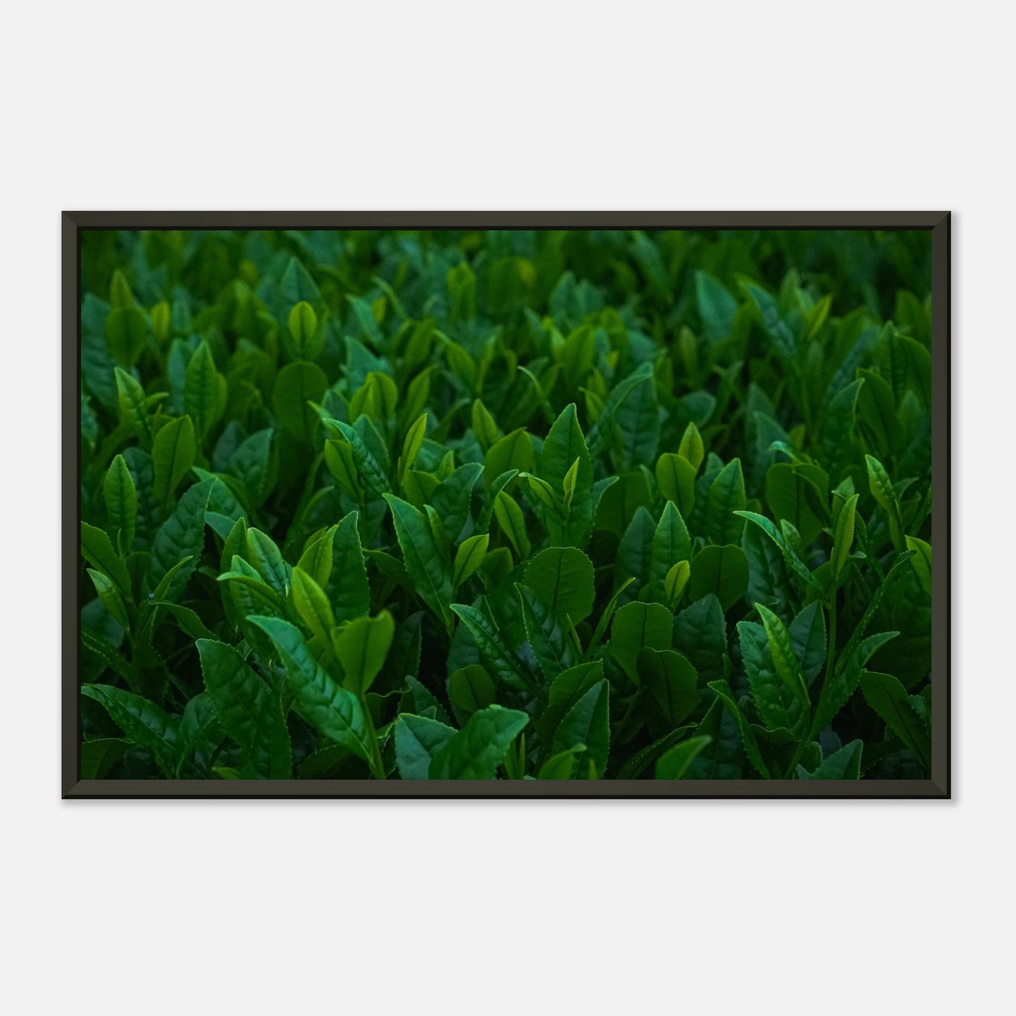 Kagoshima tea plant | Metal Framed Poster - CIABA | JAPOŃSKA ZIELONA HERBATA