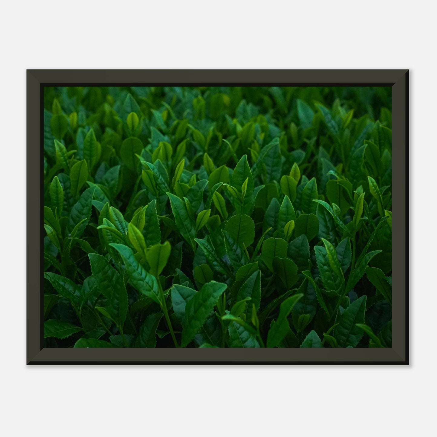 Kagoshima tea plant | Metal Framed Poster - CIABA | JAPOŃSKA ZIELONA HERBATA