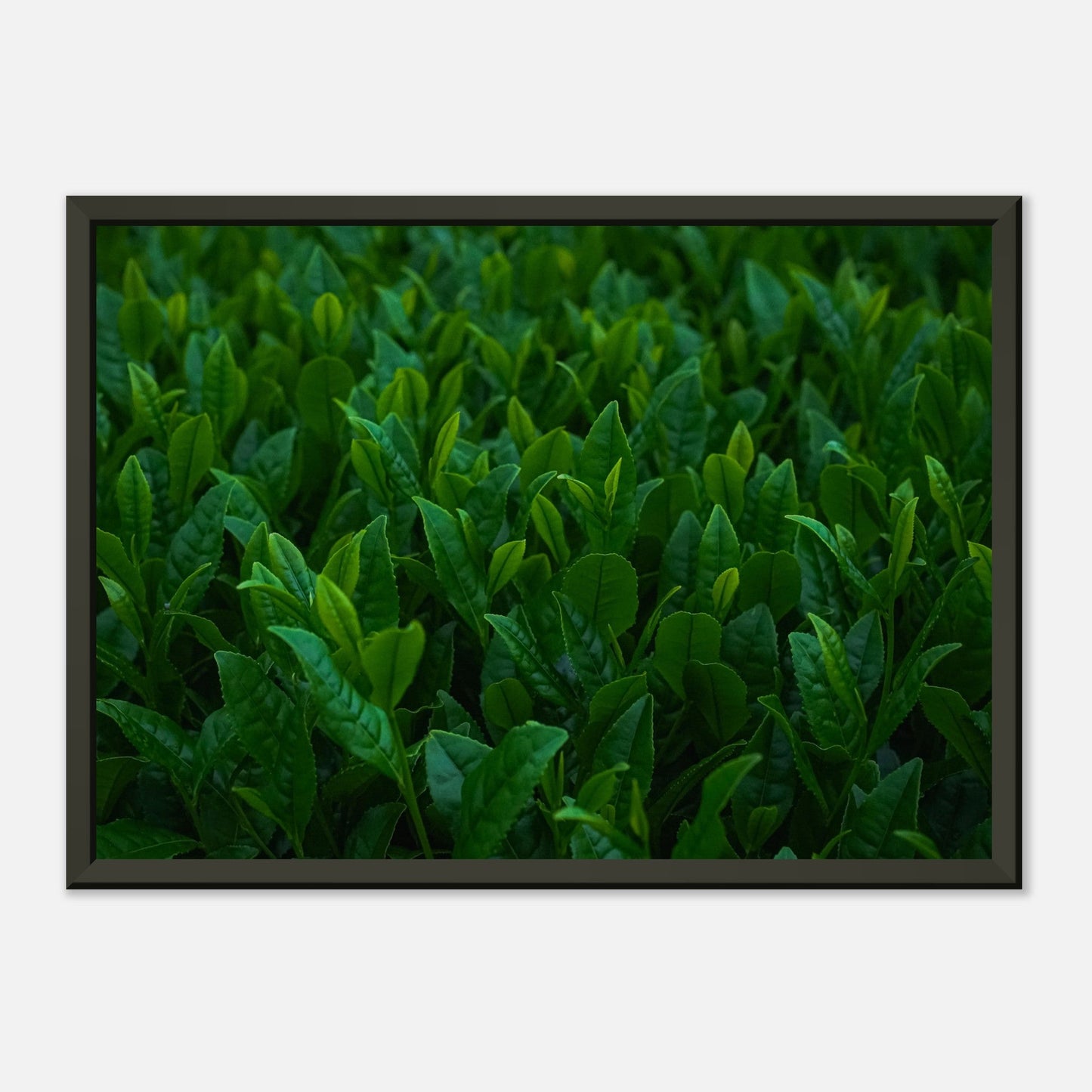 Kagoshima tea plant | Metal Framed Poster - CIABA | JAPOŃSKA ZIELONA HERBATA