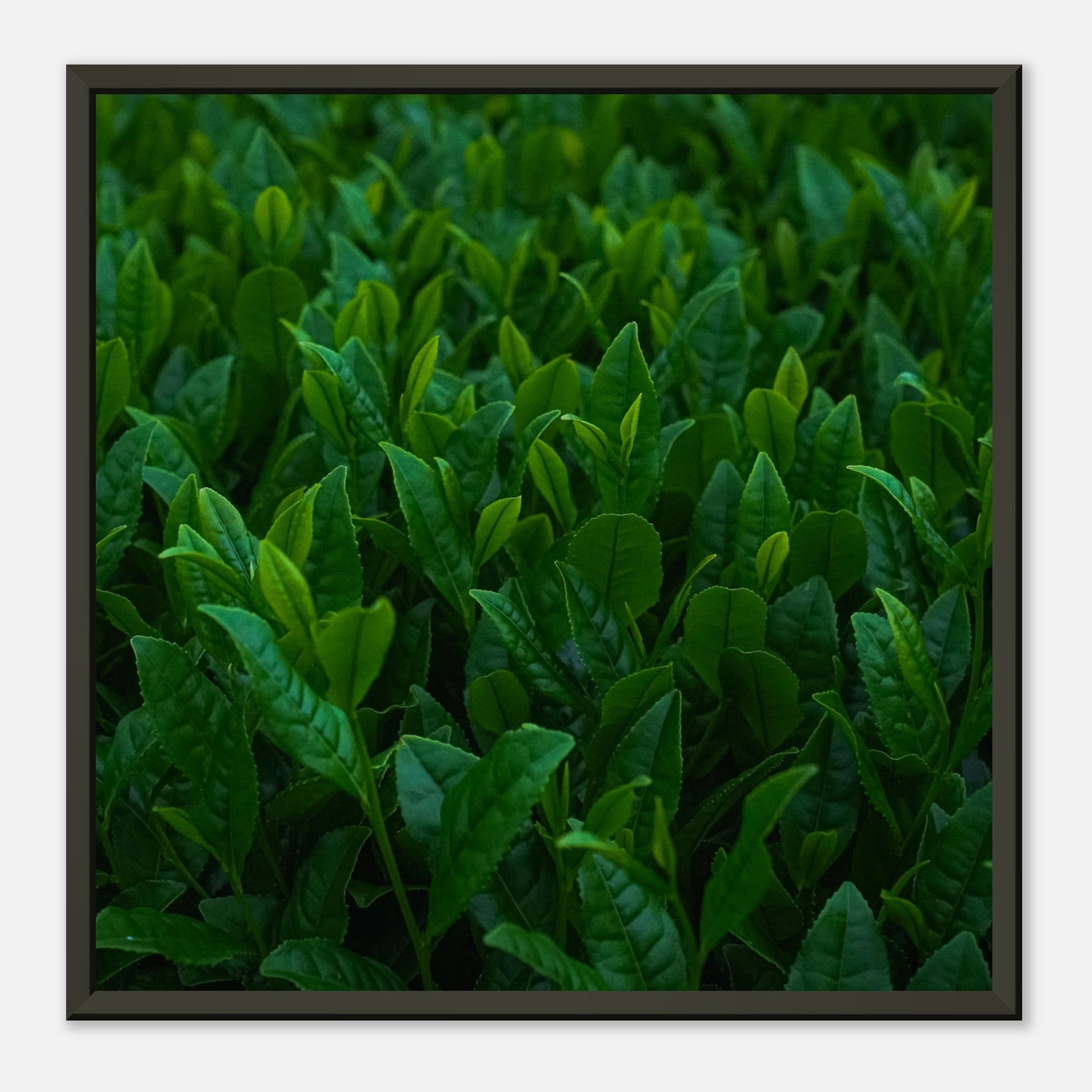 Kagoshima tea plant | Metal Framed Poster - CIABA | JAPOŃSKA ZIELONA HERBATA